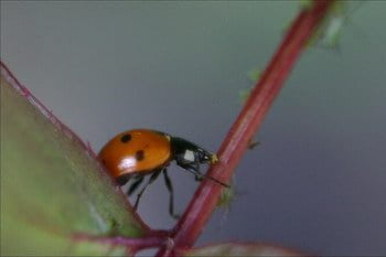 Ladybird eating Aphids
