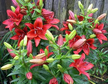 lilies