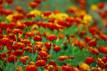 Marigold