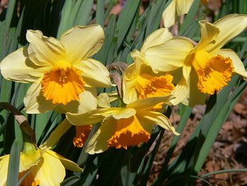 Narcissus