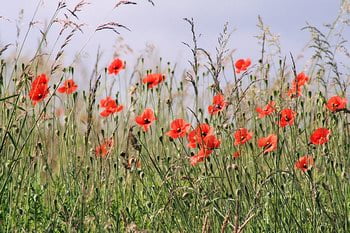 Poppies