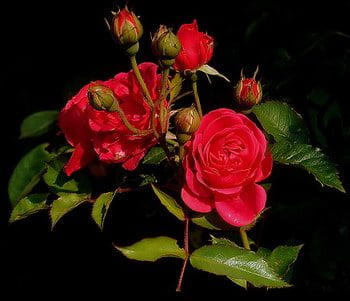 Red Roses