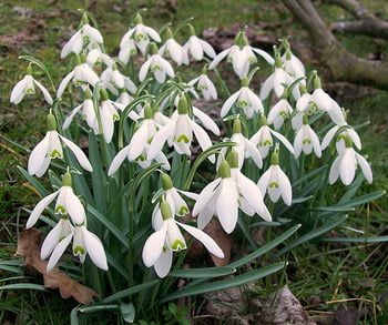 Snowdrop