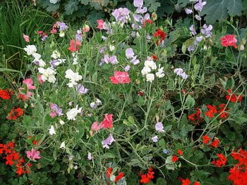 Sweet Peas