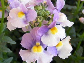 Violets