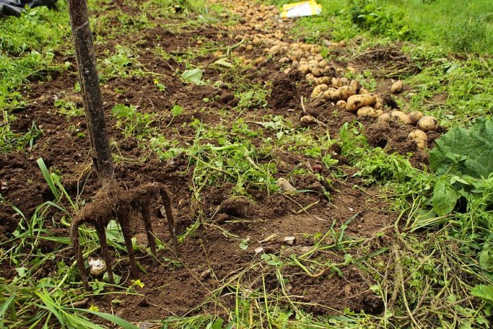 Grow Organic
