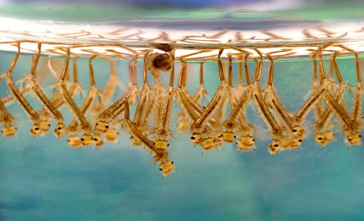 Mosquitofish