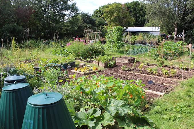 Vegetable Gardening