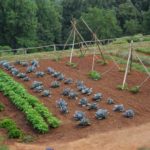 Vegetable Gardening