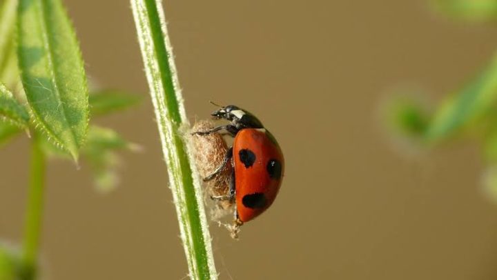 Safe Pest Control