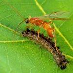 Safe Pest Control