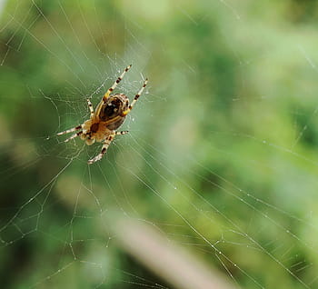 Safe Pest Control