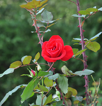 Etoile de Hollande Rose