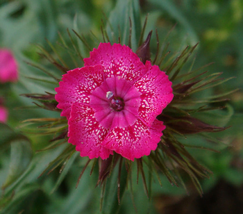 Gilliflower
