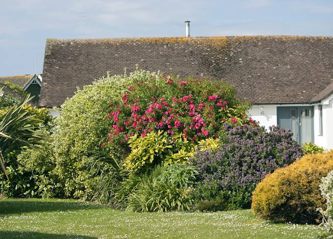 Garden Shrubs and Plants
