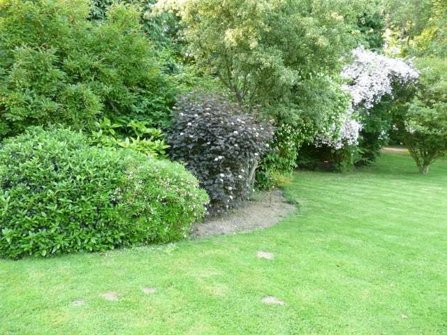 Garden Shrubs and Plants