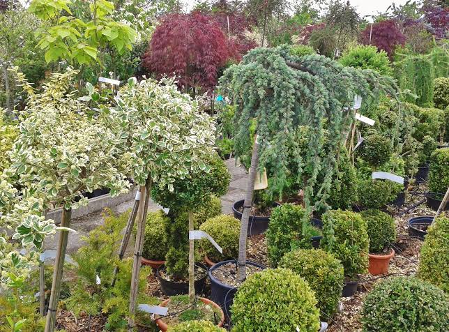 Garden Shrubs and Plants