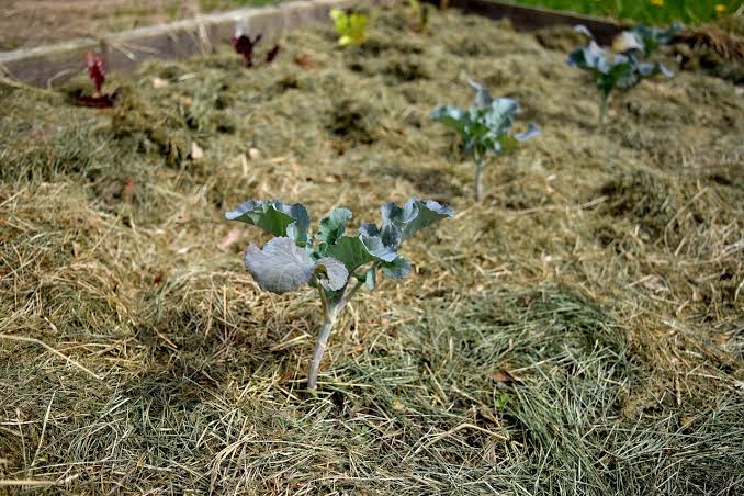 Organic Gardening