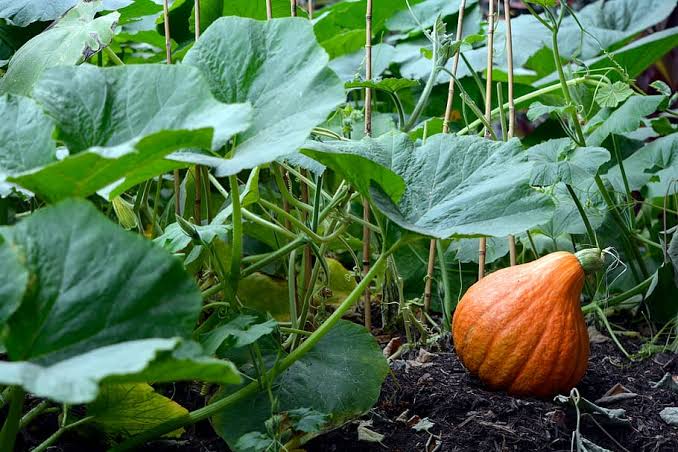 Organic Gardening