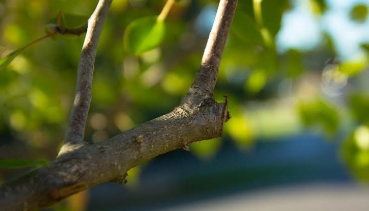 Tree Pruning