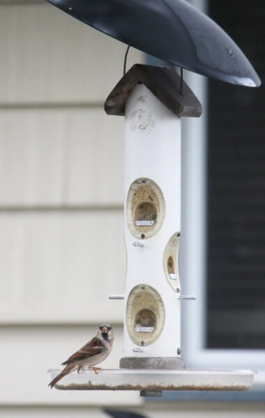 Window Bird Feeder