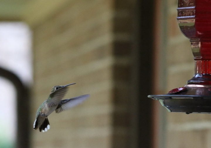 Window Bird Feeder