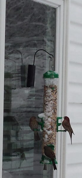 Window Bird Feeder