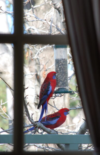 Window Bird Feeder