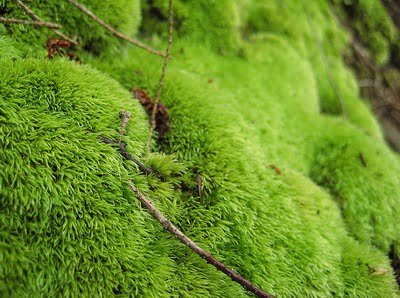 Irish Moss