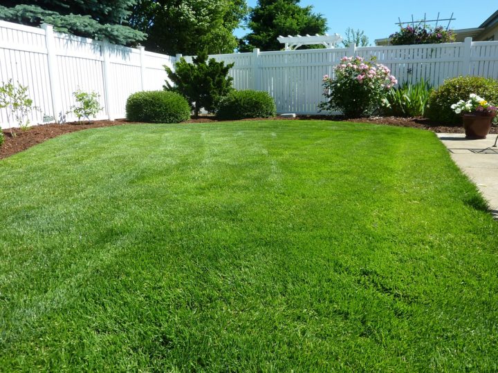 Organic Lawn