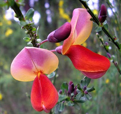 Scotch Broom