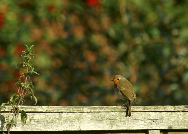 Attract Birds