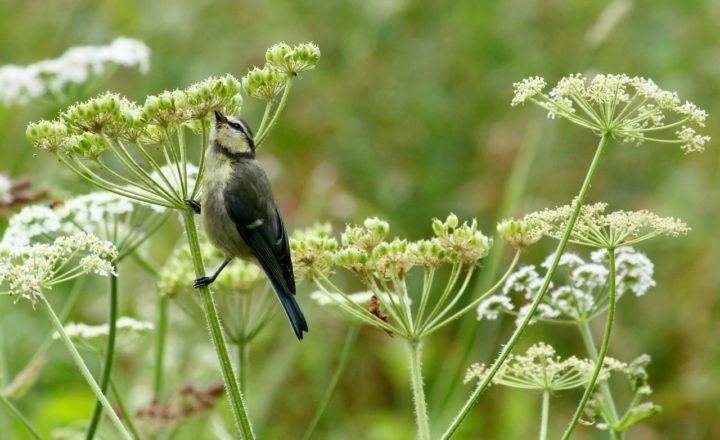 Attract Birds