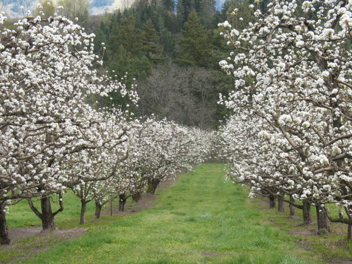 Fruit Trees