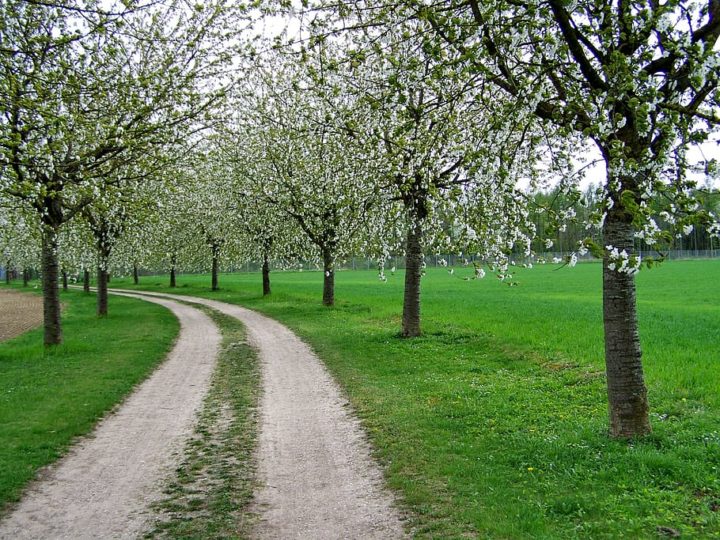 Fruit Trees