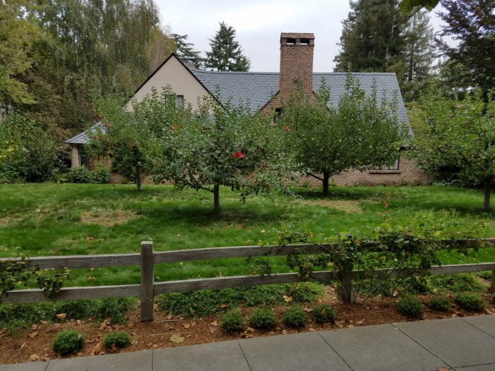Fruit Trees