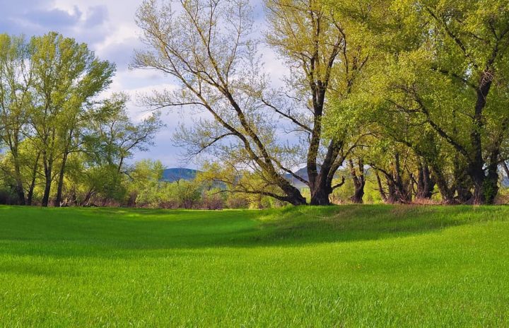 Green Lawn