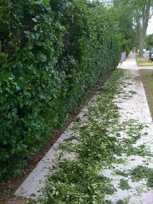 pruning shrubs