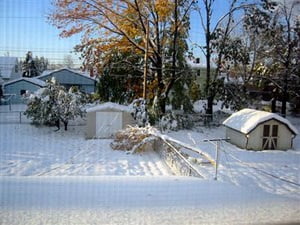 tree fell in snow storm