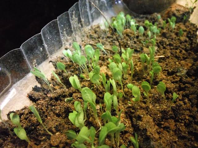 Indoor Vegetable Garden