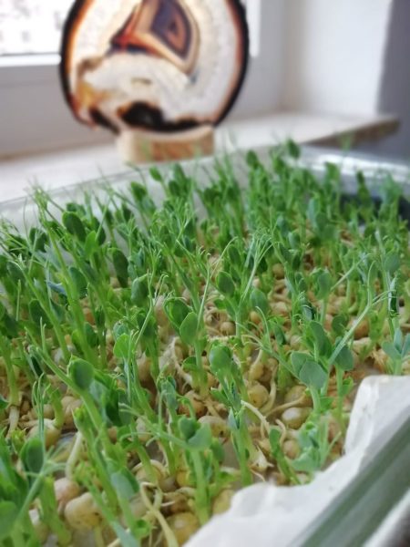 Indoor Vegetable Garden