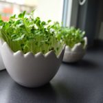 Indoor Vegetable Garden