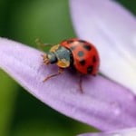 Ladybug