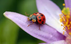 Ladybug