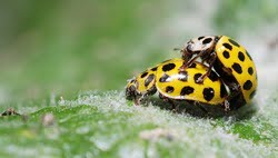Ladybugs