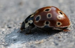 Ladybug