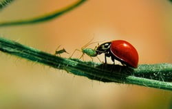 Ladybug