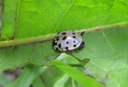 Ladybug