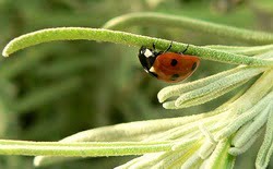 Ladybug