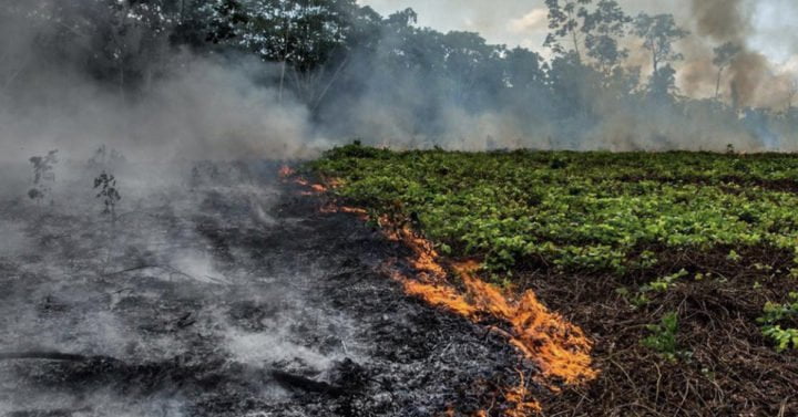 Amazon Rainforest Fire